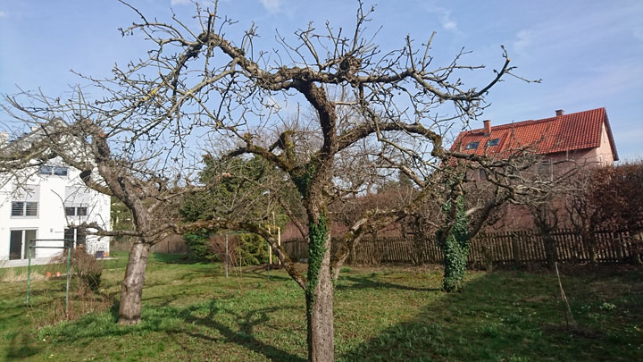 Gehölzpflege